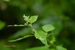 Chenopodium album